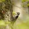 Strakapoud maly - Dendrocopos minor - Lesser Spotted Woodpecker 8882